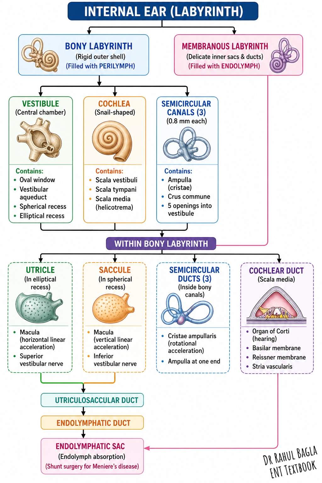 Ear Shape System Anatomy of Internal ear - How the Inner Ear Works: Understanding ...