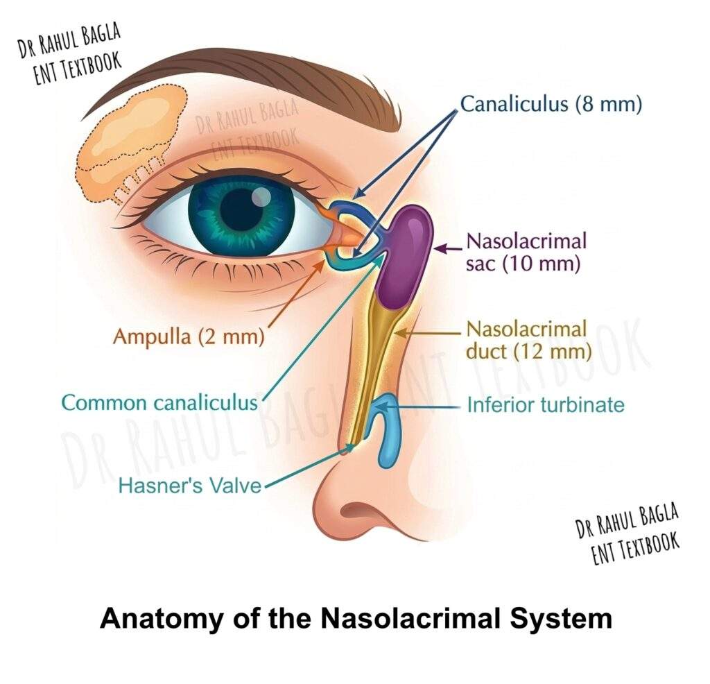 Anatomy of the Nasolacrimal System Dr Rahul Bagla ENT Textbook Puncta (upper and lower) Canaliculi (superior and inferior) Common canaliculus Lacrimal sac Nasolacrimal duct (NLD) Opening into inferior meatus at valve of Hasner