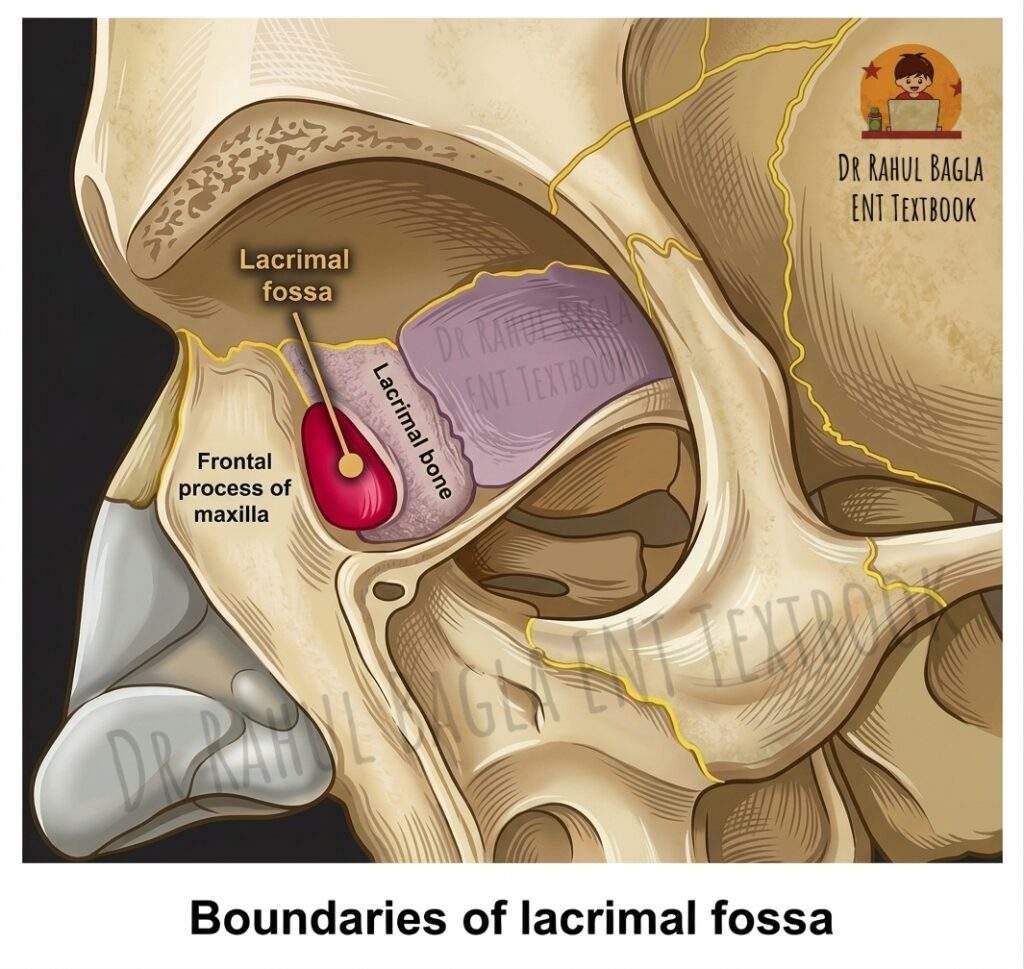 Boundaries of Lacrimal Fossa Lacrimal Bone Frontal Process of Maxilla Endoscopic DCR