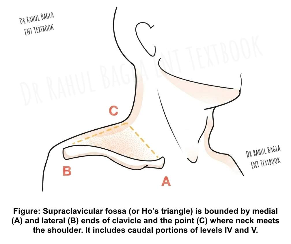 Supraclavicular fossa (or Ho’s triangle) Dr Rahul Bagla ENT Textbook