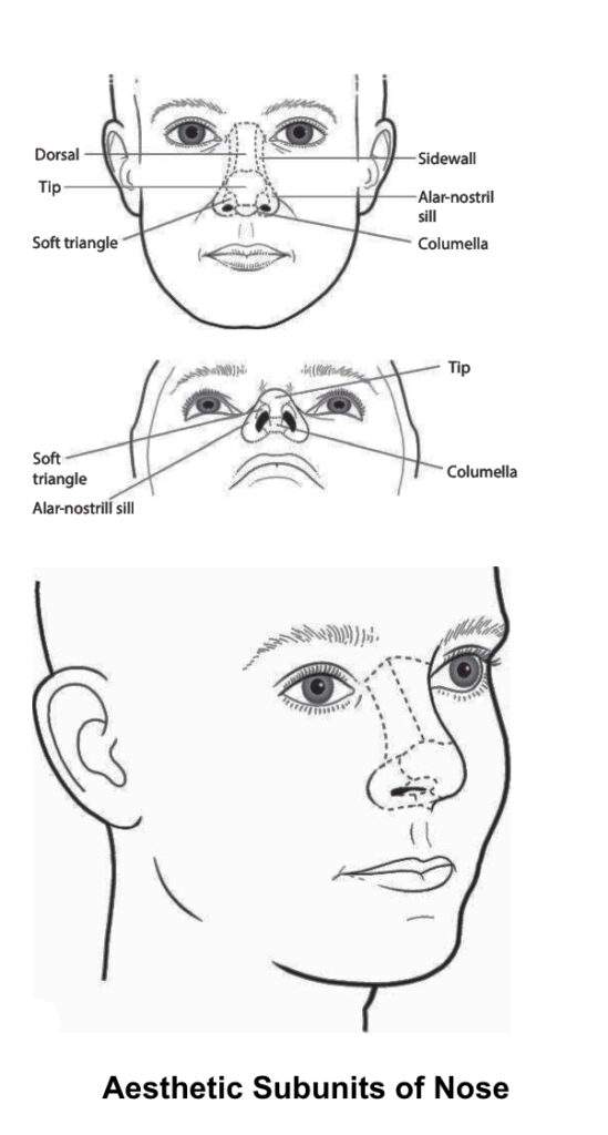 Aesthetic Subunits of Nose Dr Rahul Bagla ENT Textbook