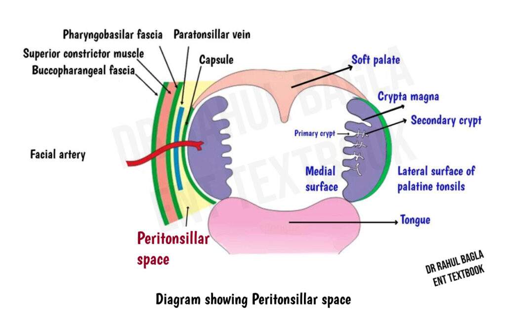Diagram showing Peritonsillar space