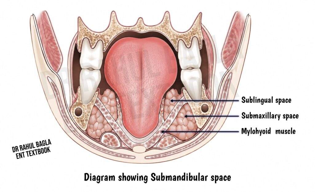 Diagram showing Submandibular space